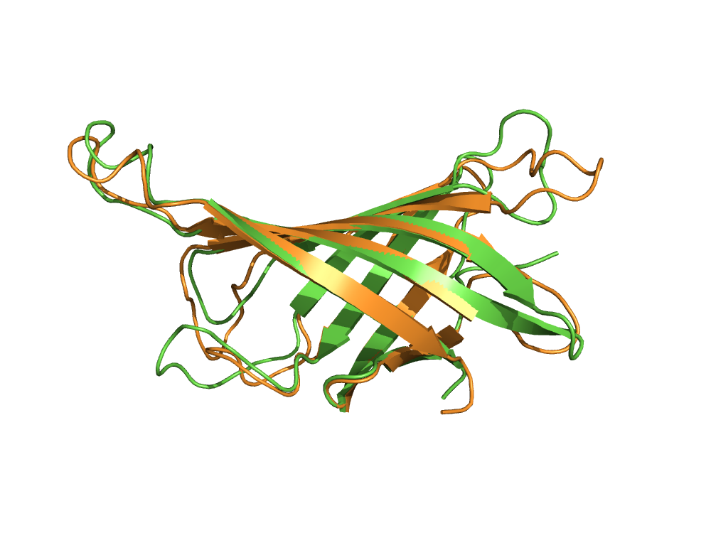 homolog superimposition