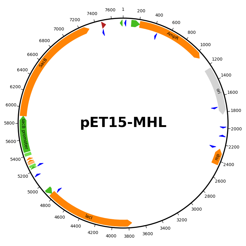 plasmid map