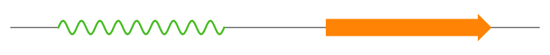 transketolase sse